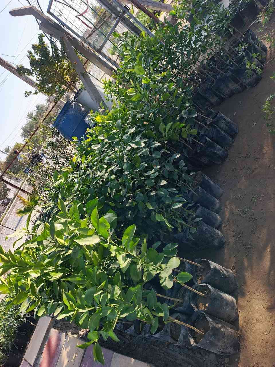 #ياعلي تم وصول وجبه جديده من الحمضيات ((ديالئ)) والنارنج الأحجام العملاقه للحجز والاستفسار مراسله الصفحه او الاتصال على الرقم التالي:
***********☎️
