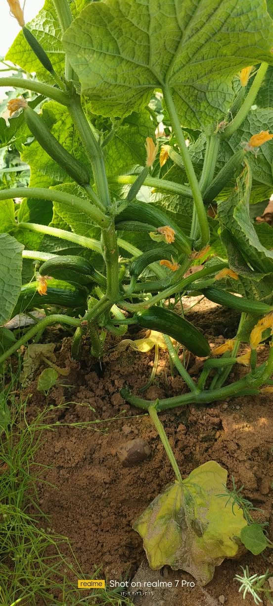 خيار ريف 25
الزراعه الصيفية صنف مقاوم للأمراض إنتاج وفير ثمار متناسقة مرغوب تسويقيا ثمره شبه الملساء انتاج مبكر 
صنف اثبت جدارته في الزراعه الشتويه والصيفيه تاريخ المشاهده 16/3/2026
متوفر حصريا في مكتب بركات أبا الفضل العباس ع 
الحيدرية طريق الحولي مقابل سكلة احمد نزال 
للحجز والاستفسار 
*********** هادي الأسدي 
*********** امين الأسدي
