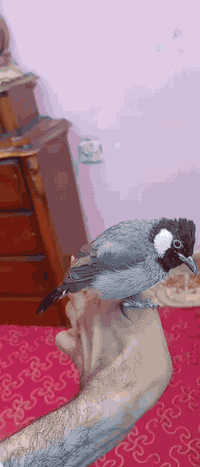 بلبل أليف فول ياكل من اليد يطلع بره القفص السعر 65  بدون قفص مكاني بغداد جسر ديالى القديم ***********
