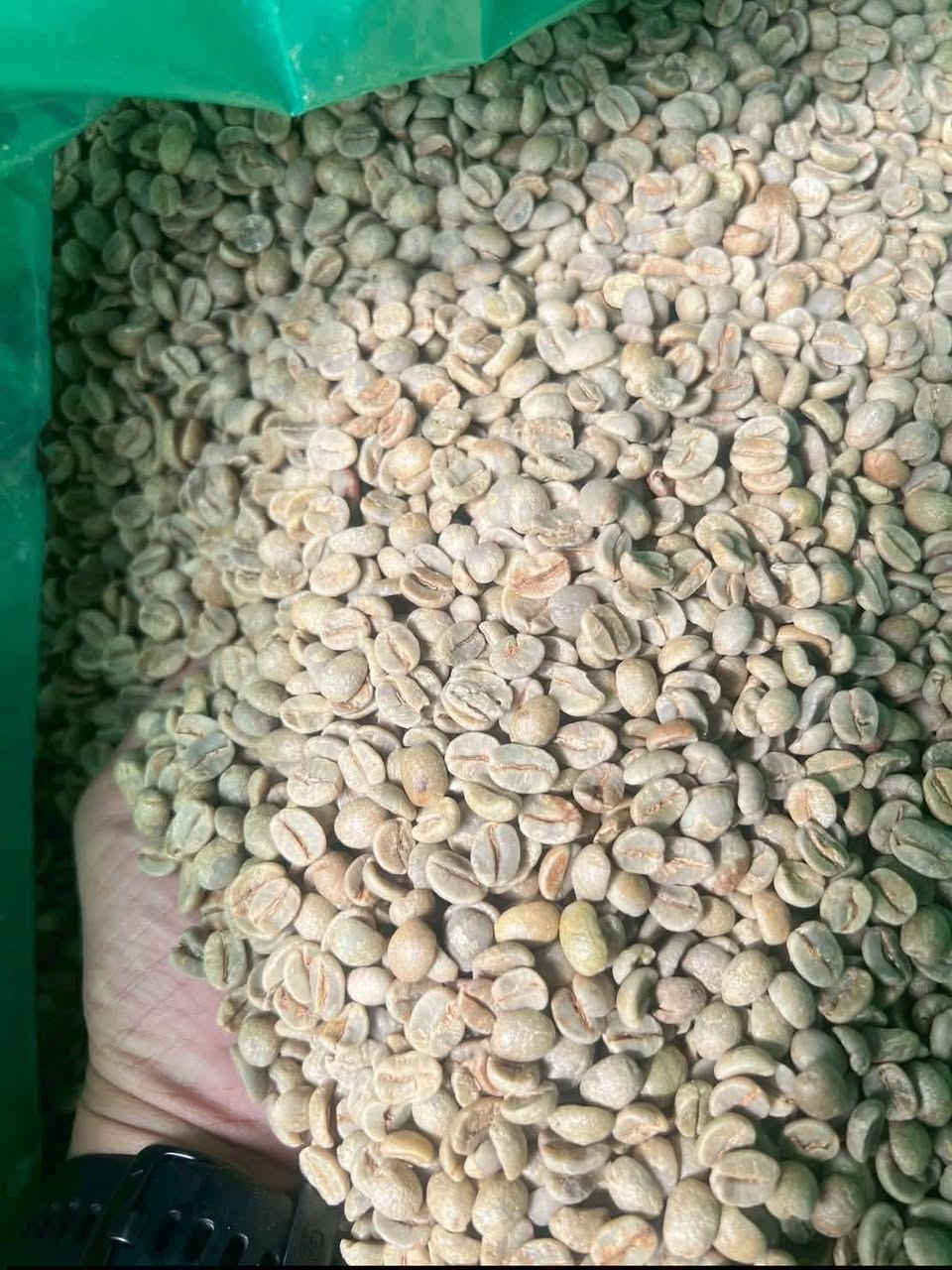 � إعلان إلى السادة التجار وأصحاب محلات بيع القهوة
يتوفر لدينا:

☕ بن أخضر كولومبي سوبريمو أرابيكا 🇨🇴
☕ بن أخضر برازيلي أرابيكا 🇧🇷

🌱 محصول 2026
✅ متوفر بكميات للجملة والمفرد
🔥 إمكانية التحميص حسب الطلب
⚙️ إمكانية الطحن حسب الطلب

للطلب والاستفسار:
📞 ***********

قهوة ذهب
الأصالة في الطعم… والإتقان في التحميص
