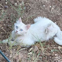 قطة أنثى • للتبني • كربلاء