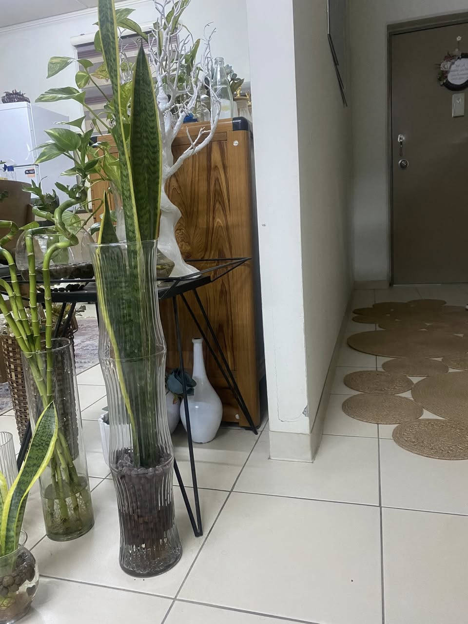 السلام عليكم 🪴🪴🪴نباتات مائيه متوفره لمحبي هذا النوع من الزراعه 🪴🪴للطلب والاستفسار مراسلتي على الخاص


**إذا كنت صاحب هذا الإعلان وتريد حذفه لأي سبب، رجاءا أرسل رسالة إلى الدعم الفني**