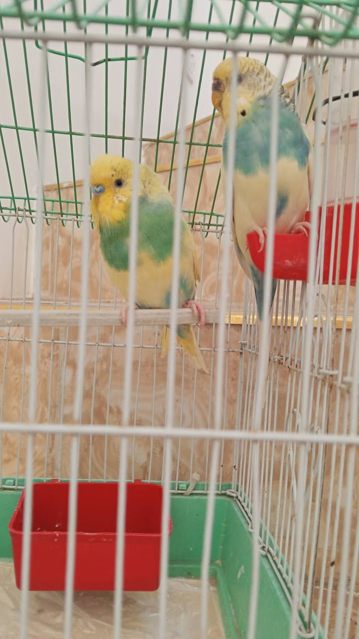 للبيع طيور اوروبي
***********
