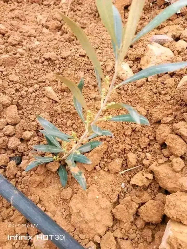 🌸نعلن بدء موسم الحجز على غراس الزيتون
التسليم ١٥ /١١ 
💮زيتون قزمي أنسجة مستورد
اربيكانا اسباني 
كورناكي يوناني 
العمر سنة
التسليم نفس الصورة تماما
نسبة الزيت 35ل40%
مكفول بجميع الطرق
الكفالة عقد محكمة
كفالة وجود كيس قطني عند الجذور
البيع جملة فقط
للتواصل واتس 0994871517


**إذا كنت صاحب هذا الإعلان وتريد حذفه لأي سبب، رجاءا أرسل رسالة إلى الدعم الفني**