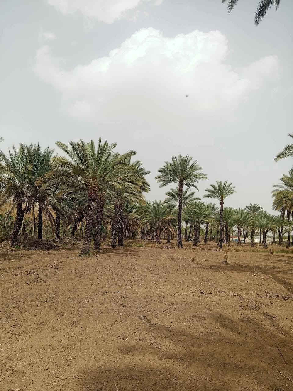 ياالله
للبيع دوانم في بغداد منطقه الراشديه

جنس العقاري سند ملك صرف تتحوال بإسم المشتري يتوفر فيه جميع الخدمات ماء اساله وماء روئي وكهرباء ويوجد

سعر مناسب جدان ترهم ستثمار وه مزرعه متنفس الك وه مزرعه الإيجار سوه انته سعر مناسب جدان

لاستفسار تصل رقم او مراسلة ***********
