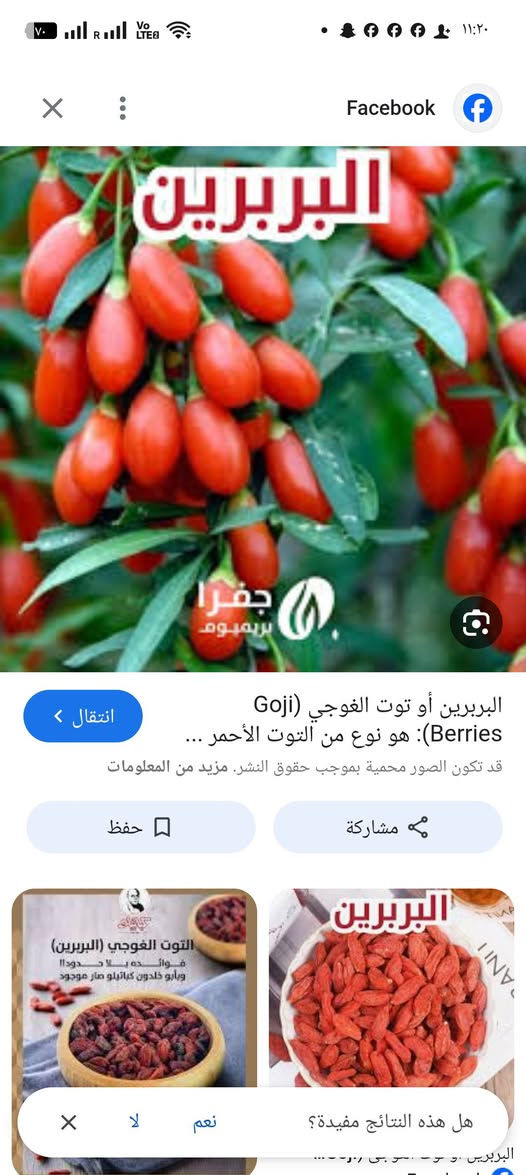 🌿🍒 يتوفر الآن في مشتل الشاهين الزراعي 🍒🌿
شتلات فاكهة الكوجي (Goji Berry) 🌱

📌 فاكهة صحية غنية بالعناصر
📌 مناسبة للحدائق والمزارع المنزلية
📌 تحمل الحرارة وبإنتاج جميل في الربيع والخريف
       تحتوي على مادة البربرين الصحيه 

---

🌱 معلومات عن النبات

🍒 الاسم العلمي: Lycium barbarum
🍒 الاسم التجاري: فاكهة الكوجي
🍒 نوع النبات: شجيرة معمّرة
🍒 يناسب أجواء المناطق الدافئة مثل بغداد
🍒 يعطي إنتاجاً ربيعياً وخريفياً

---

💚 مميزات الشتلة

✔ ارتفاع نمو جيد
✔ مناسب للزراعة في الحديقة أو البساتين
✔ إنتاج جميل من الثمار الحمراء الصحية
✔ يتحمل الحرارة ومعتدل التحمل للبرد
✔ سهل العناية وريّ بسيط منتظم

---

💰 السعر

📍 5,000 دينار عراقي فقط لكل شتلة
📍 متوفرة بكميات جيدة
📍 الجودة مضمونة من مشتل الشاهين الزراعي

---

📍 العنوان

مشتل الشاهين الزراعي
بغداد – الدورة
قرب شركة دجلة للمشروبات الغازية
الشارع المقابل لعلوة الرشيد
خلف منطقة أبو دشير

📞 للحجز والاستفسار: ***********

---

🌿🍒 اشترِ الآن وابدأ موسم زراعة صحي ومثمر! 🍒🌿

---

