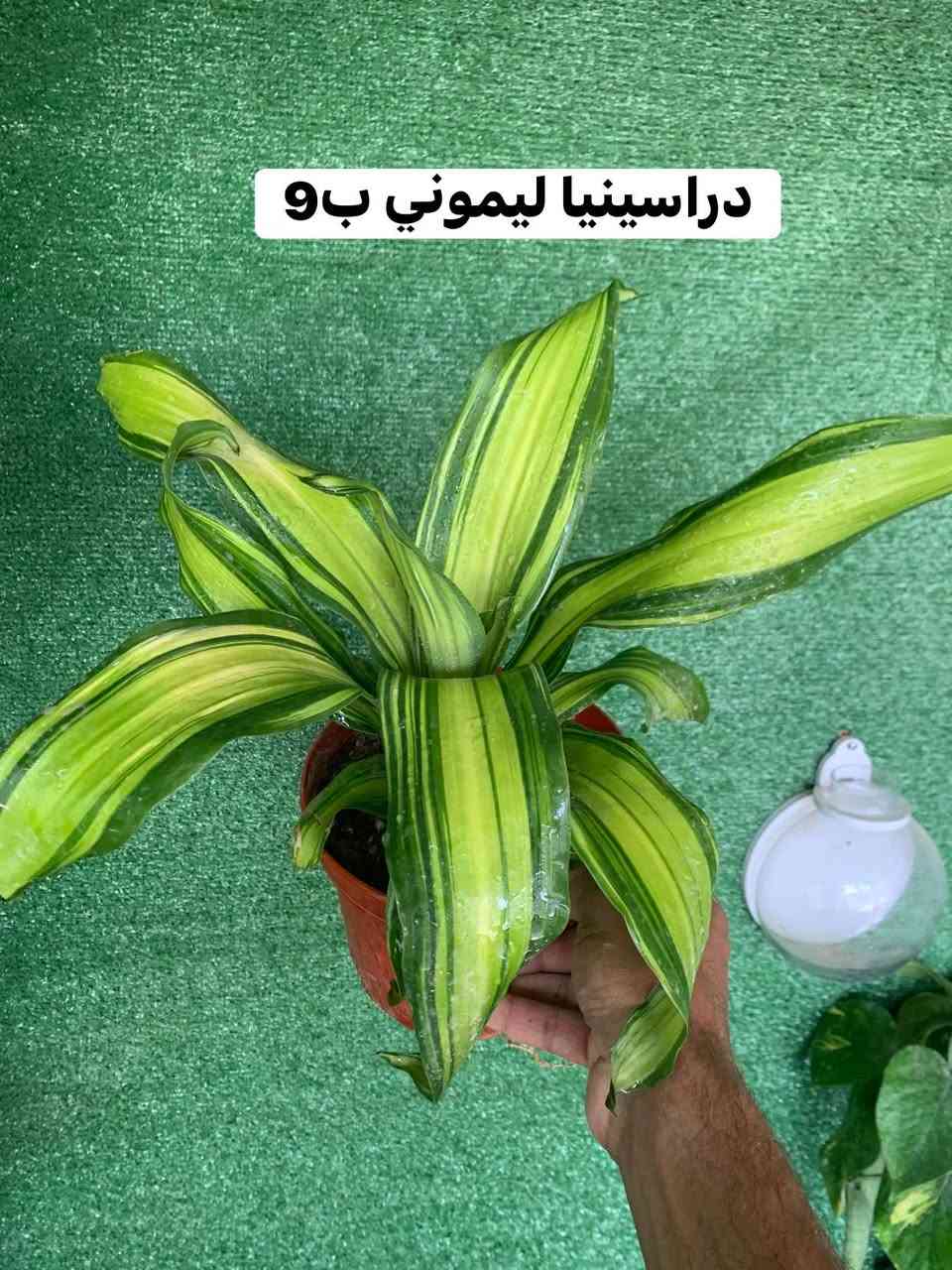 منشور ضليات تفاصيل داخل صور


**إذا كنت صاحب هذا الإعلان وتريد حذفه لأي سبب، رجاءا أرسل رسالة إلى الدعم الفني**