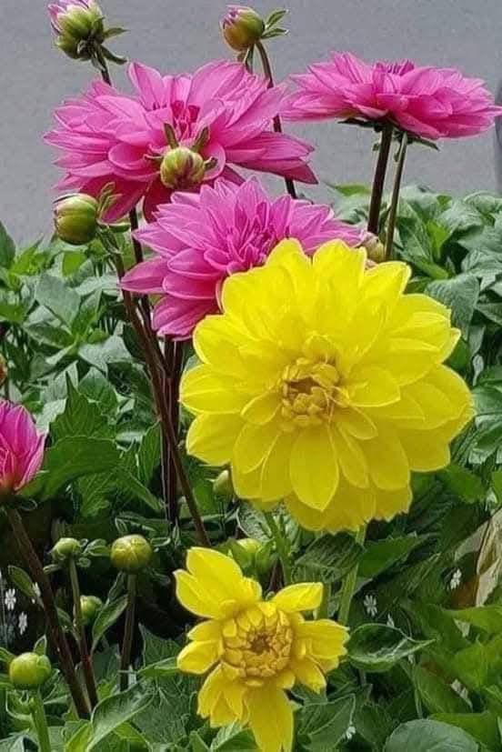 🌸 زهور #الداليا 
هي من أجمل نباتات الزينة المزهرة وأكثرها فخامة وتتميز بأزهارها الكبيرة وألوانها الزاهية والمتنوعة مثل الأحمر والوردي والأصفر والبنفسجي والأبيض 🌺✨
تأتي بأشكال متعددة منها المفردة والممتلئة بالبتلات (تكون الزهرة كثيفه و جذابة جداً ) وبعض الأنواع تكون أزهارها ضخمة جدًا وتعرف باسم “Dinner Plate Dahlia” 😍
الداليا نبات معمر (دائمي) بالأصل لكنه يدخل بمرحلة خمول خلال الشتاء ثم يعود للنمو والتزهير في الربيع والصيف 🩷🌱
تنمو من درنات تشبه البطاطا الصغيرة

#الظروف_الملائمة_للعنايه_بها 
 تحتاج شمس مباشرة 5–6 ساعات يوميًا مع تربة خفيفة جيدة التصريف وري منتظم بدون تغريق 
تستخدم بكثرة في تنسيق الحدائق والأصص والباقات بسبب كثافة أزهارها وجمال ألوانها الساحر 💕

أنتظرونا يتوفر بعد العيد جميع الالوان 

#أزهار_ونباتات_أربيل 🌿 
#معنا_تعلم_الزراعة_من_الصفر 
#نبات_الداليا 🩷😍


**إذا كنت صاحب هذا الإعلان وتريد حذفه لأي سبب، رجاءا أرسل رسالة إلى الدعم الفني**