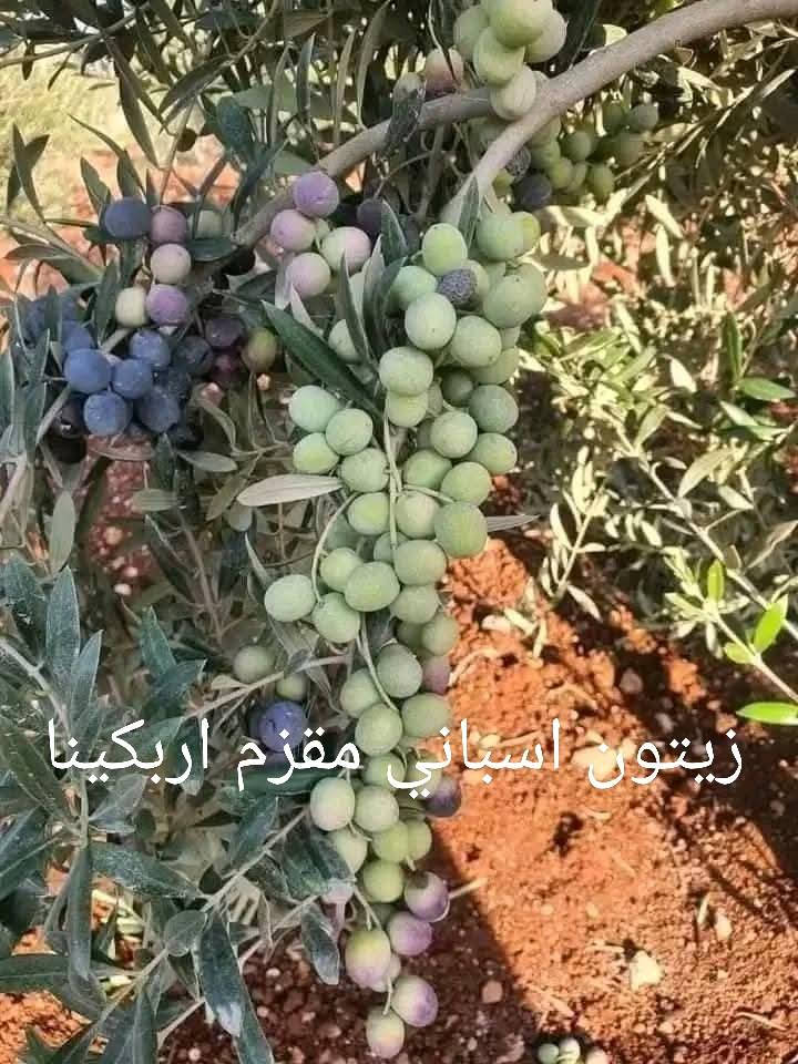‏لحق العرض 
‏زيتون نبالي محسن حجم كبير مثمر 
‏زيتون بلدي رومي مطعم ومركب على مر 
‏زيتون كورنيكي يوناني مقزم 
‏زيتون اسباني مقزم اربكينا 
‏للاستفسار التواصل على الرقم 0776989864 التوصيل مجاني لباب بيتك جميع المحافضات 
‏


**إذا كنت صاحب هذا الإعلان وتريد حذفه لأي سبب، رجاءا أرسل رسالة إلى الدعم الفني**