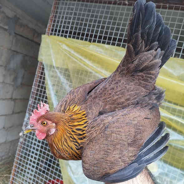 سلام عليكم متاح دجاج عرب اصلي العراقي رس القديم  
سيت شمسي ديج وثنين دجاجات  عرف سيافي  
+ زوج دجاجات ورد باكلة حلال شرط صحه ونضافة ولبيض مكاني العمارة ماجدية توصيل موجود حسب التفاق  
***********
