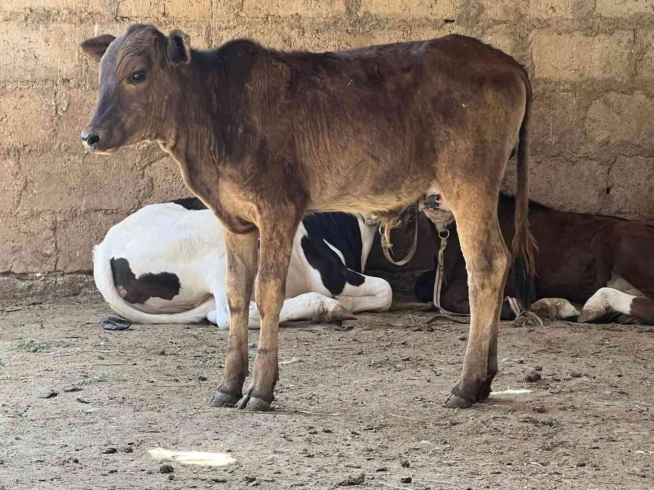 السلام عليكم #حولي بوكاني نضيف مال ربط ويرهم جنيه حولي رقم واحد وسعره مناسب جدا جدا للجنايه مال متعففين بس #900 قفله المكان صلاح الدين الشرقاط الخضرانيه توصيل  موجود حسب الاتفاق 
***********
***********
