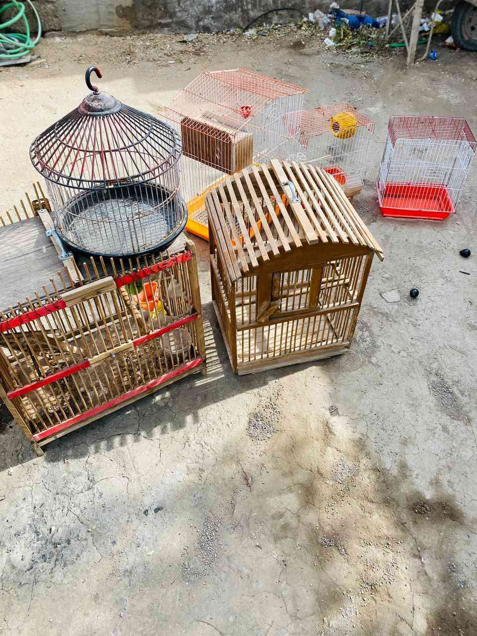 قفاص بلابل البيع شلع بيع كبار وزغار وبيهن 2 خشب ب 40 قفل الشراي ينتصل ***********
