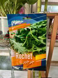 بذور هولندي • نجاح ١٠٠٪ • مشتل كوت فلكت