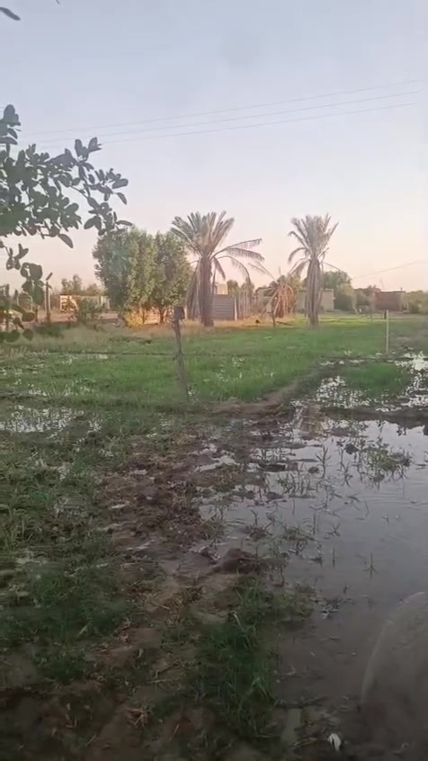 اللهم صلي على محمد وال محمد
السلام عليكم دونم للبيع مخدوم وكامل ماء وكهرباء وجار العمل بل تبليط  ركن عل شارع مباشر وبي غرفه وصحيات طابو طابو 25باسمي تحويل مباشررر في كربلاء قضاء الحر منطقه الرشديه عل نهر الرشديه مباشر مسج كامل للستفسار الاتصال ***********
