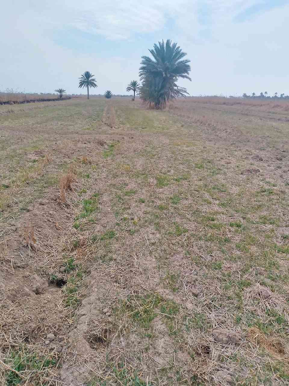 سلام عليكم رض للبيع سند 25 لمكان بابل الشوملي تبعد عن ناحيه الشوملي 5 كلو قربه على جسر شوملي دغاره منطقة لضلميه ماء متوفر شتاء وصيف لأرض صالحه 100٪100.    راح احط رقمي شراي بي خير أو يدلل /***********/
