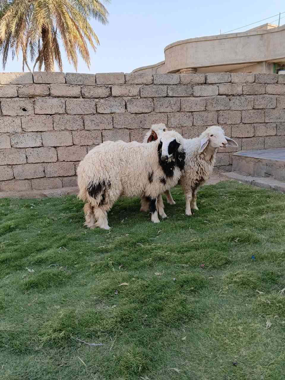 السلام عليكم ورحمه الله
ثلاث فطايم للبيع فطايم حلوات 
 يرهمن جنيه ويرهمن كصابة 
القيارة قرية الحاج علي خربة شمام 
***********
***********
