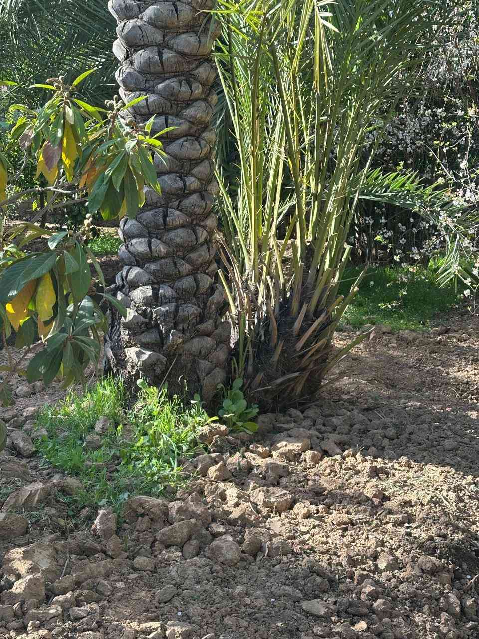 السلام عليكم يوجد لدينا فسيل خضراوي واشرسي ومكتوم للبيع الاتصال ع الرقم ***********
