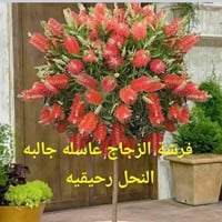 فرشاة الزجاج • بذور • جالبة للنحل