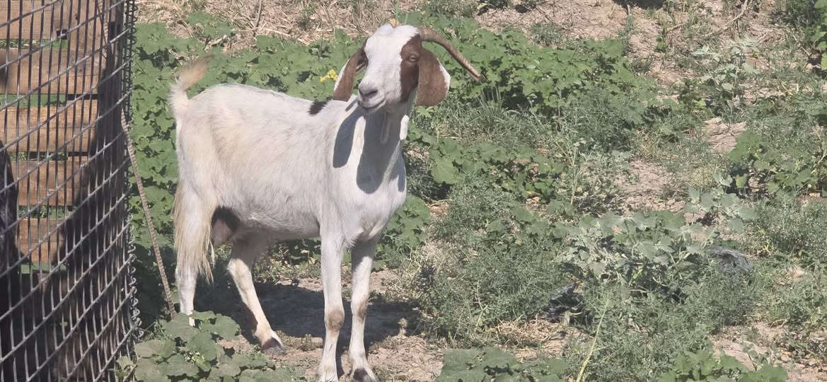 عنز حلو وخشنه  وسمينه وراعيه يقول حانيه صار شهر وسنها موضح بالصورة السعر ٢٠٠ الف المكان تكريت قريب ع الجسر للاتصال ***********
