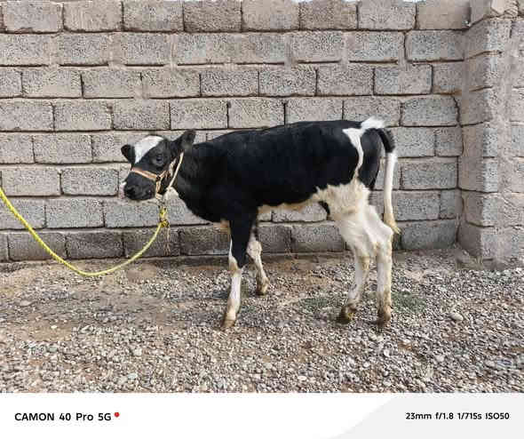 متاح بقره حليب ثلوث وراها حوليه جنس فريزي الاصلي ثالث بطن مالت بيت شرط حليب ٣ بطاله وعلى كل عيب وبسعر ٢٢٥٠ وبيها مجال اتصل *********** صلاح الدين الشرقاط قريه الخضرانيه
