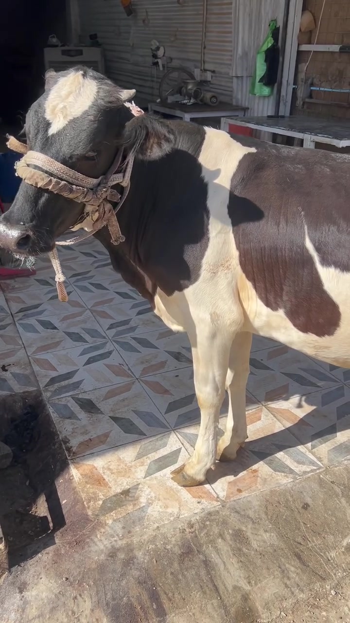 ان شاء الله ليوم الصبح يوجد لحم عجل درجه اولى شرط قوزي 🐂🔪🐂🥩🥩🍖الحمه التريدهة تاخذها 
(شرط عراقي مال الديرة 💯💯لاسوري ولامستورد)
🍖🐂🐂🐂 السعر  13 الف
***********
