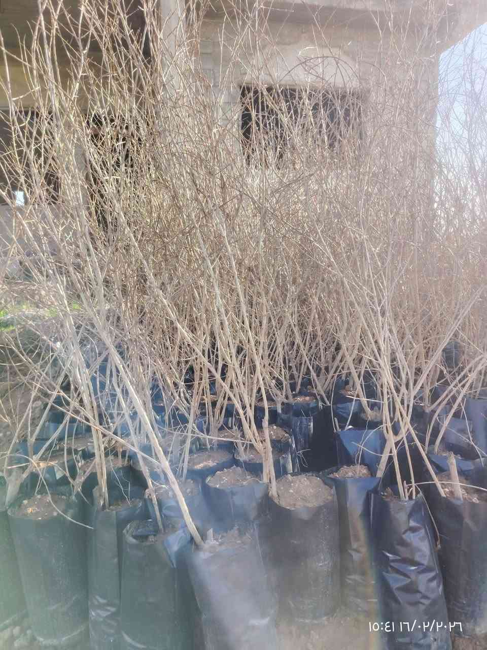 الســـــــــــلام عليكم..... 🌹🌹🌹
متوفر لدينا اشجـــــــــــار

🏡كوجة لون اســــــــــــود ارتفاع مترونص سعر 6الاف

🏡كوجة لون  احمـــــــــــر ارتفاع مترونص سعر 6الاف

🏡تفــــــــاح شرابي ارتفاع متر ونص سعر 6الاف

🏡مشمش اصفر ارتفاع متر ونص سعر 6الاف

🏡عرمـــــــــــوط ارتفاع مترين سعر 6الاف

🏡رمـــــــــــان حلبجة ارتفاع متر سعر 4الاف

🏡كالبتـــــــــــــوس ارتفاع متر سعر الف دينار

🏡برتقال ارتفاع متر ونص سعر 6الاف

🏡اس بغداد سعر 500دينار

#العنوان ناحية النمرود  قرية شنــــــــــف 

***********
