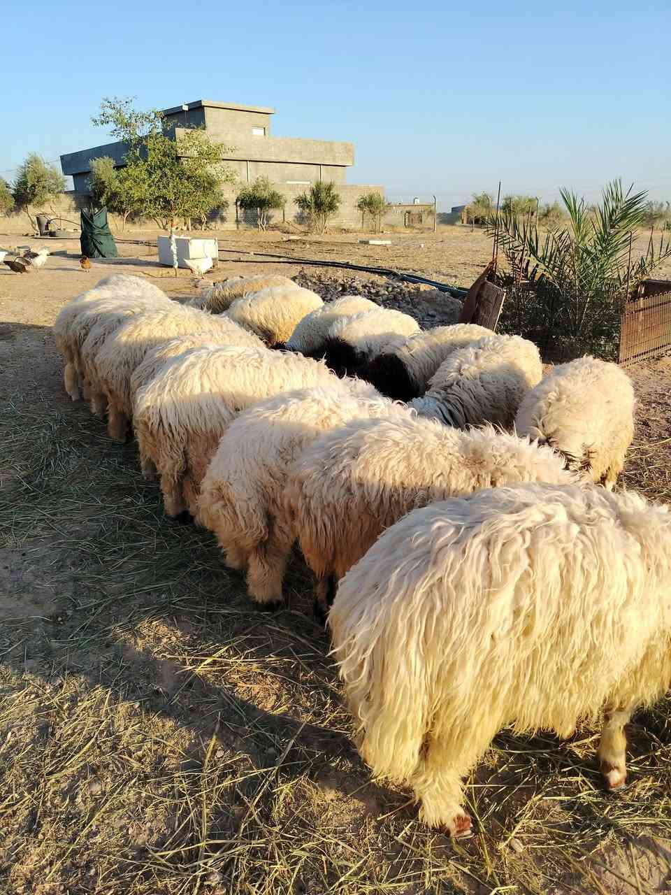 السلام عليكم ورحمة الله وبركاته
للبيع
طليان مال ربط عدد 19
الاتصال على الرقم ***********
