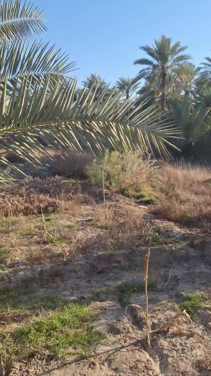 *********** فارس الشمري
