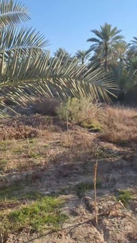 كربلاء • ناحية الإمام عون • أرض