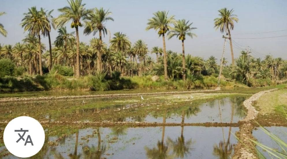 السلام عليكم يوجد توصيل كافة المحافظات 
يوجد بذور شلب ياسمين درجة اولى وبأسعار مناسبة للاستفسار الاتصال على الرقم ‏‪***********‬‏ واتساب
