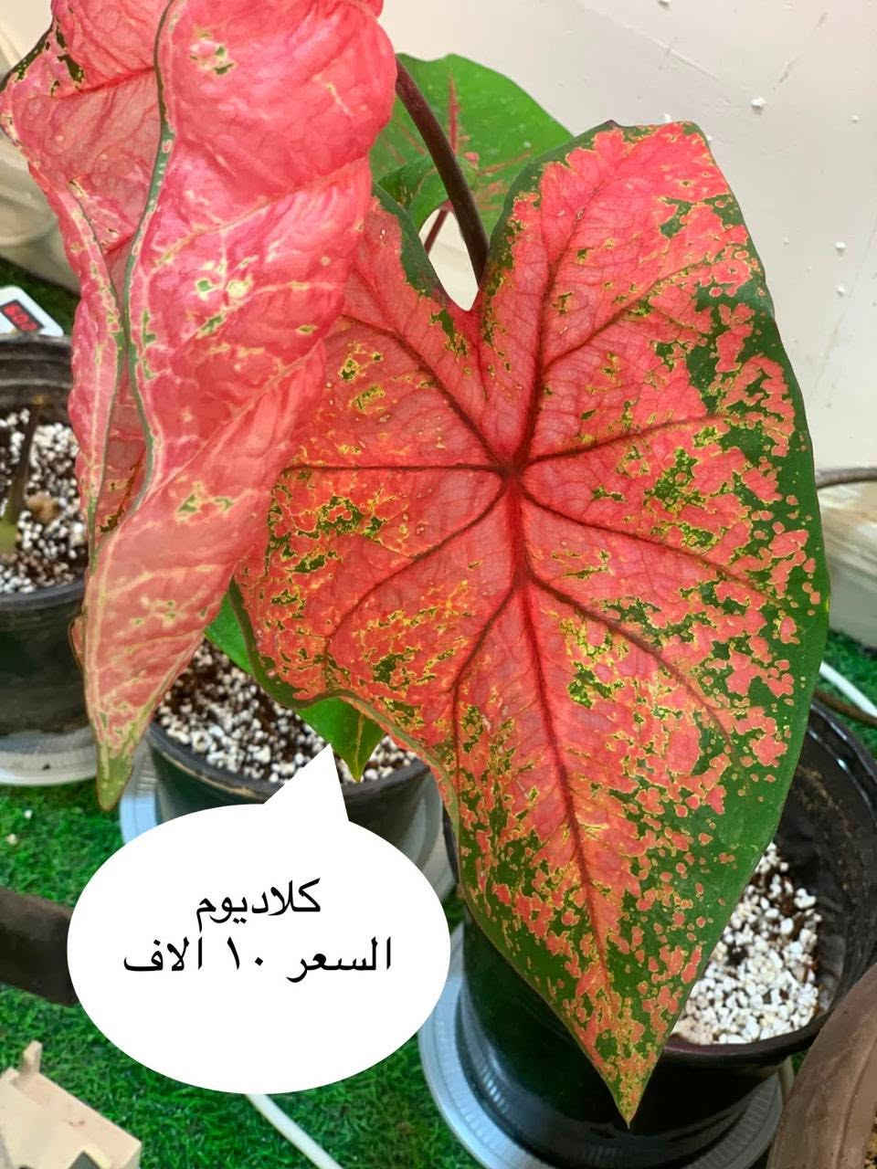 نباتات ظليه مكاني كربلاء يتوفر توصيل


**إذا كنت صاحب هذا الإعلان وتريد حذفه لأي سبب، رجاءا أرسل رسالة إلى الدعم الفني**