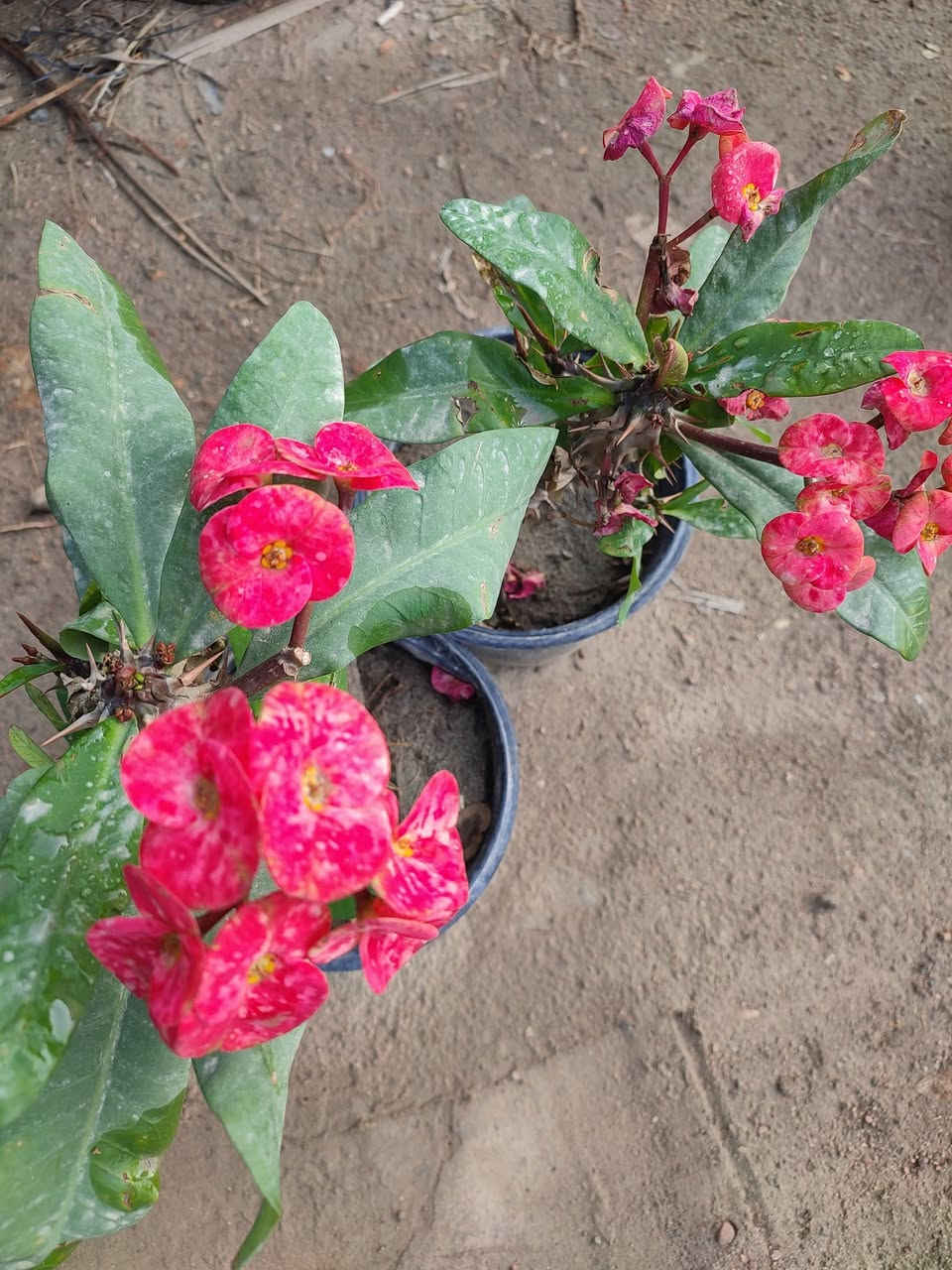 طريق الساده الإخوان قرب بيت سيد راجوج مشتل ماجد الزراعي


**إذا كنت صاحب هذا الإعلان وتريد حذفه لأي سبب، رجاءا أرسل رسالة إلى الدعم الفني**