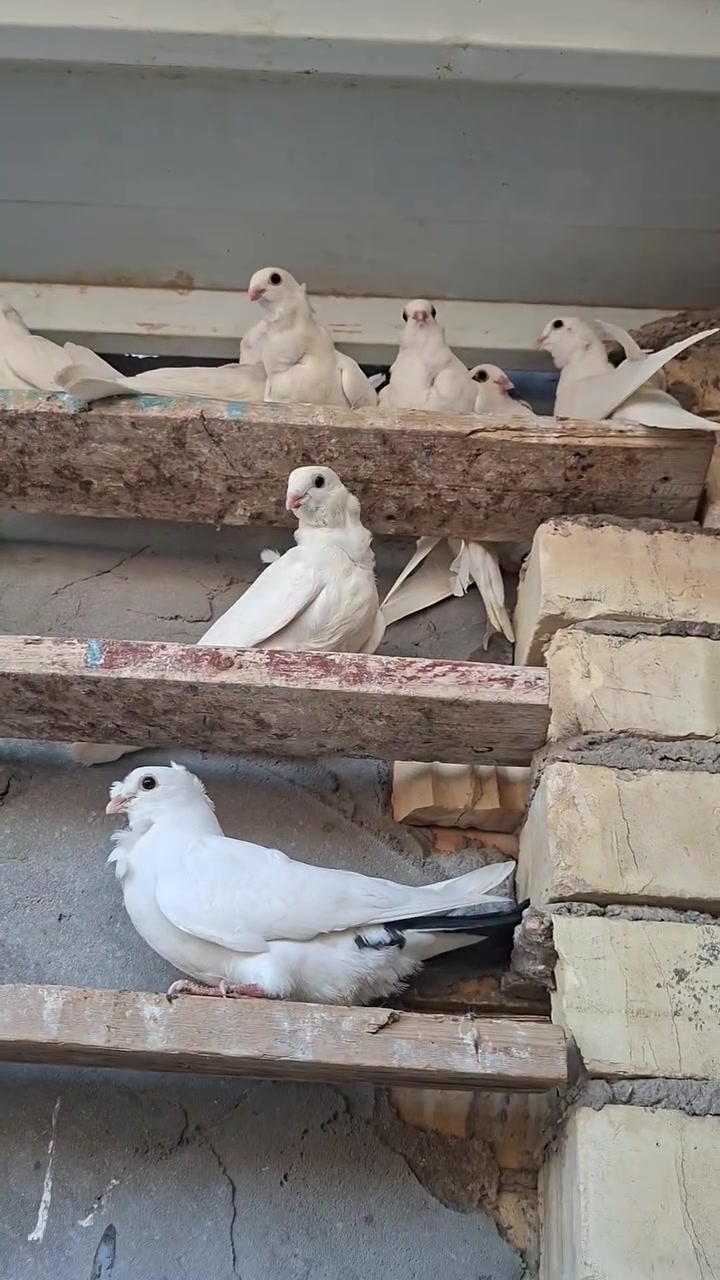 ٩٧ فرخه كلهه درجه اولى
مفوطات و٣ كنازيع لقاح درجه اولى 
وجبه فول مكان بلحر 

السعر ٢٠
***********
