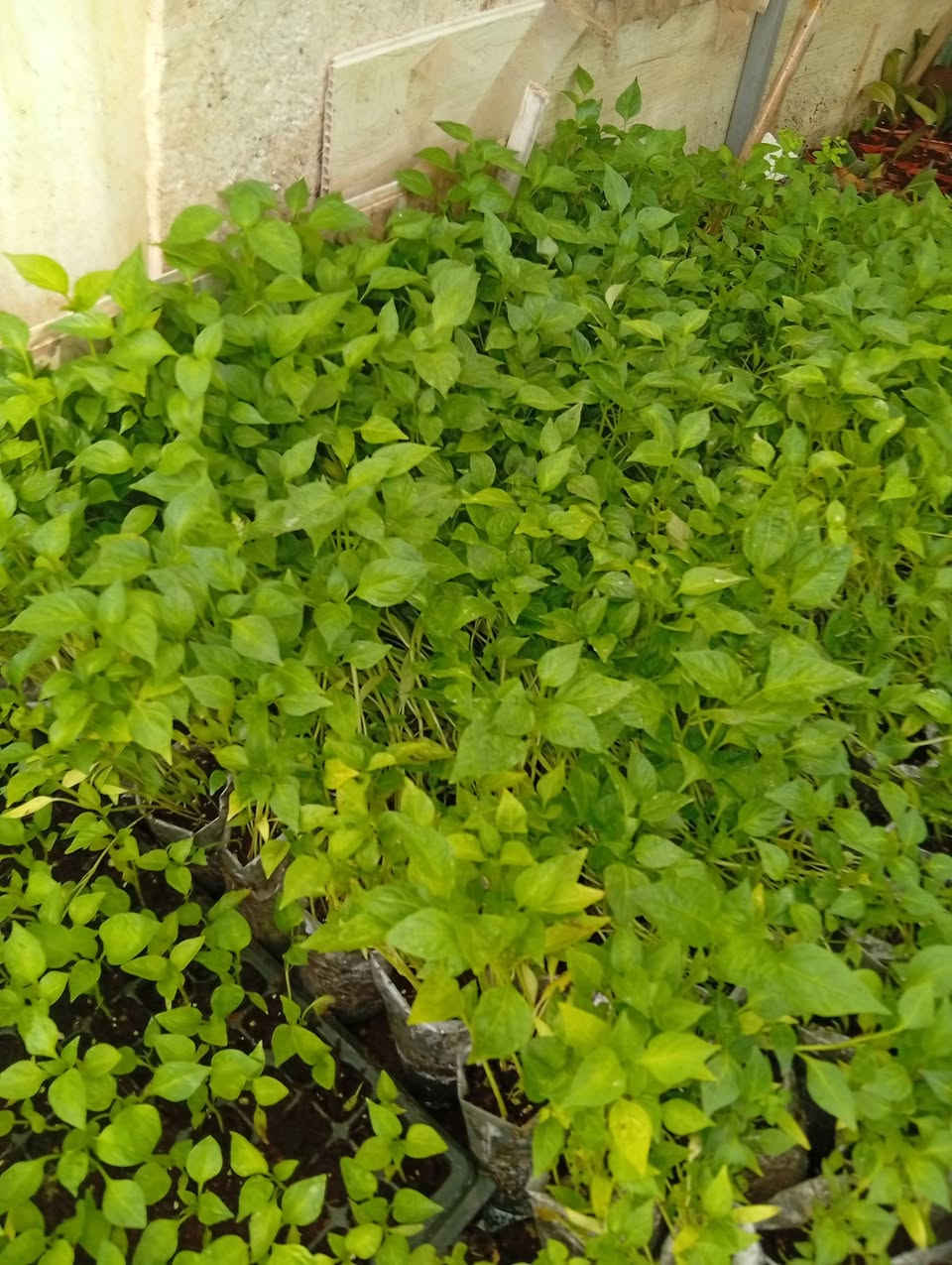 شتلات
طماطة عراقية وغير نوعية
فلفل حلو 
فلفل حار
فلفل عبود
باذنجان سوري 
باذنجان عراقي
@إشارة


**إذا كنت صاحب هذا الإعلان وتريد حذفه لأي سبب، رجاءا أرسل رسالة إلى الدعم الفني**