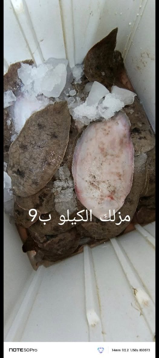 السلام عليكم من رخصة الادمن
اللهم صل على محمد وال محمد
محل اسماك المرتضى لبيع الاسماك البحريه والنهريه وجبه جديده بتاريخ 3/7/2026 العنوان ام قصر شارع 11 مقابيل حجي عدنان اللحيمجي
***********
