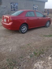 كورلا • بدون صبغ • رقم بغداد