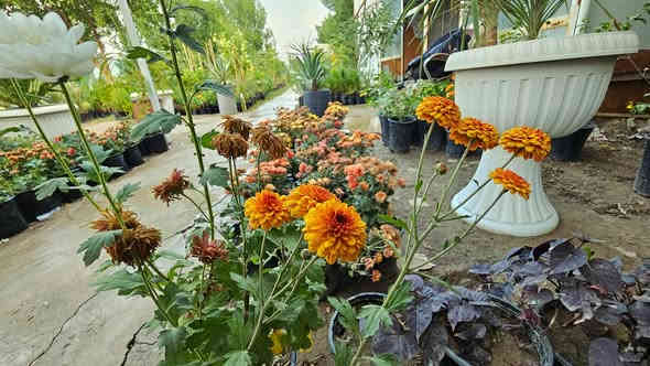 #إعلان
من أرقى الورود والاشجار متوفر وبسعار ممتازه  
متوفر ورده الياسمين والجهنمي بكل الانواع  والجوري  وأشجار الضلي  بحجام صغيره وكبيره  متوفر أيضا انواع سندان الأشجار 
راح تلكون هناء الي متلكونه بغير مكان متوفر عنده وحتى إذا عندك زرع مختلف تكدر اطلبة ويتفر الك (المشتل المتنبي الفرع الثاني )  صاحب المشتل الإنسان الراقي علي حازم القريشي 
‎0785 444 8020
 تفضلو المشتل ميقصر وياكم.  والي يجي من طرفي راح يكون اله خصم التقدير  العنوان مجاوب مدينه احلام  للعاب  في النعمانية
