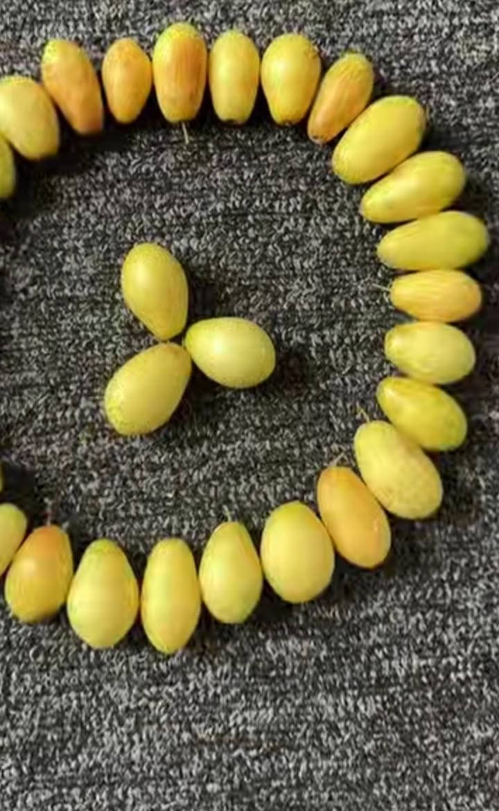 تطعيم كافه أصناف النبك ***********
