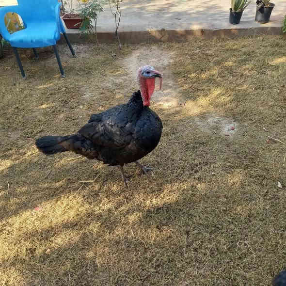 اللهم صل على محمد وال محمد 
السلام عليكم 
فحل فسيفس لبيع عنوان شارع عشرين دكان الخضرجي 
***********
