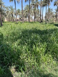 طابو • صرف بستان • ١٠٠٠م