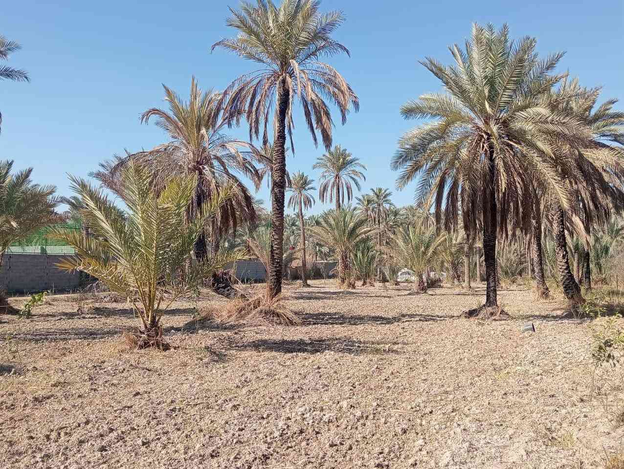 السلام عليكم ورحمة الله وبركاته...
اللهم صل على محمد وآل محمد...🏠🏠#موقع_مميز_جدا

♦️أرض زراعية للبيع طابو زراعي سند ٢٥ المساحة ٢٥٠٠ م٢ دونم واحد تحويل سند مباشر بأسم المشتري ..
♦️تصلح ان تكون مكان استراحة جميل او سكن او استثمار ..

♦️ الارض مسيجة وتحتوي على بعض النخيل والاشجار .

♦️ خدمات كاملة ماء وكهرباء وتبليط قريب جدا من الموقع ..

♦️تقع في كربلاء الحسينية منطقة ام ماشه  ..

♦️السعر المطلوب ١٩٠ مليون والتفاوض مع صاحبها المباشر..

♦️للاستفسار مراجعة مكتب عقارات الريتاج في كربلاء الحسينية حي الرسول خلف الدفاع المدني مقابل مجمع الانباري
  أبو ريتاج ألاماره ***********/ ***********
   صباح العبيدي    ***********/***********
ملاحظة الاتفاق يكون مع صاحب العقار مباشرة بدون وسيط.
