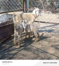 صخله ام ثاني بطن جزاها توم نثيه وفحل سن وشطر مكاني بغداد التاجي  ماعند...