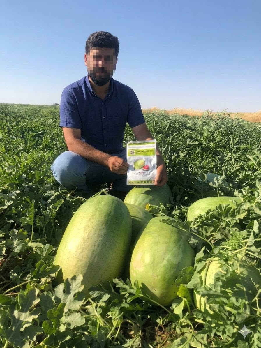 صنف كريمزون سويت (CRIMSON SWEET F1 - CRISTO F1) – من شركة Veggie Seeds:
​المواصفات الفنية: نسبة نقاوة 99.9%، ونسبة إنبات لا تقل عن 90% (فحص حديث 02/2026) (كما يظهر في الصورة 1000112551.jpg).
​المميزات: ثمار مخططة جذابة، إنتاجية فائقة (High Yield)، جودة إنبات عالية (Best in Germination)، ومقاومة ممتازة للأمراض (Disease Resistant).
​عبوات مغلفة ومضمونة 100% (تحتوي العبوة على 1000 بذرة).
​📞 للحجز والاستفسار وطلب كميات الجملة والمفرد، يرجى الاتصال بنا أو مراسلتنا عبر الواتساب:
​الاتصال المباشر: ***********
​واتساب (WhatsApp): ***********
