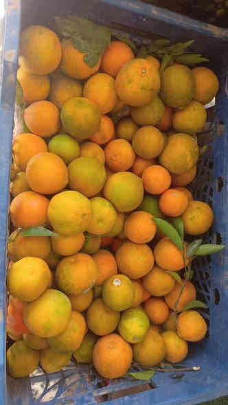 توفر تين عراقي
كيوي بطعم الفروله 
طماطه كرزية
كستنا 

قرية الانتصار شارع السوك قرب الممرض الجامعي ابو روان 
كرار ***********
او مراسله الصفحه
توجد خدمه توصيل 🛺
