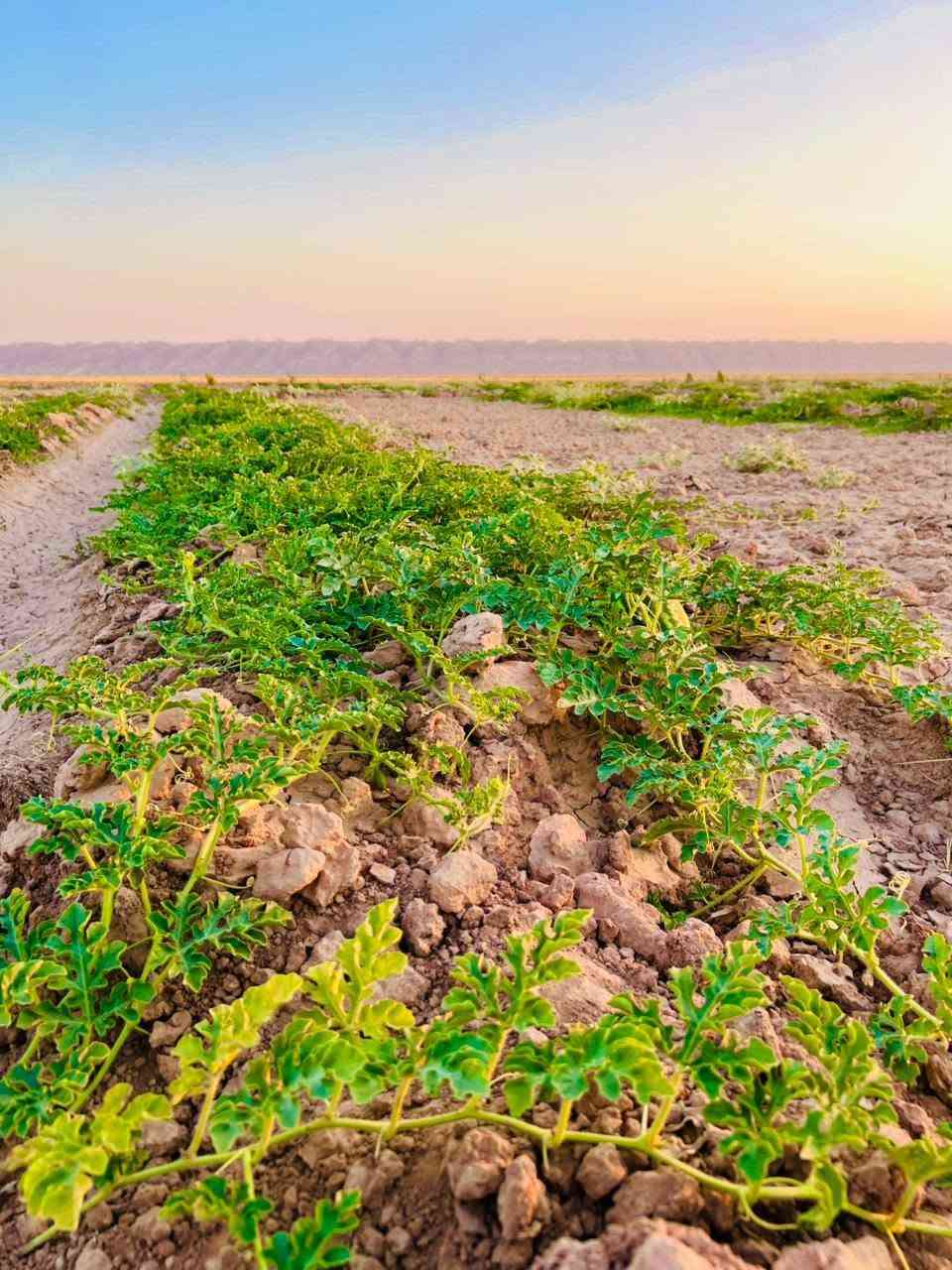 🌿 مزرعة للبيع 🌿
📍 الموقع: البرية – سديرة سفلى
📏 المساحة: 20 دونم
💧 السقي: ماء حلو

المزرعة مزروعة بـ:
🥒 خيار طرعوزي
🌶️ فلفل حار
🫑 فلفل بارد
🍆 باذنجان
🍉 ركي
🍉 بطيخ
🍅 شجر طماطة
🟢 بامية

مزرعة جاهزة ومنتجة، فرصة مناسبة لمن يرغب بالاستثمار الزراعي أو مواصلة الإنتاج.

للاستفسار ومعرفة السعر، يرجى التواصل على ***********

سبب البيع عدم التفرق
