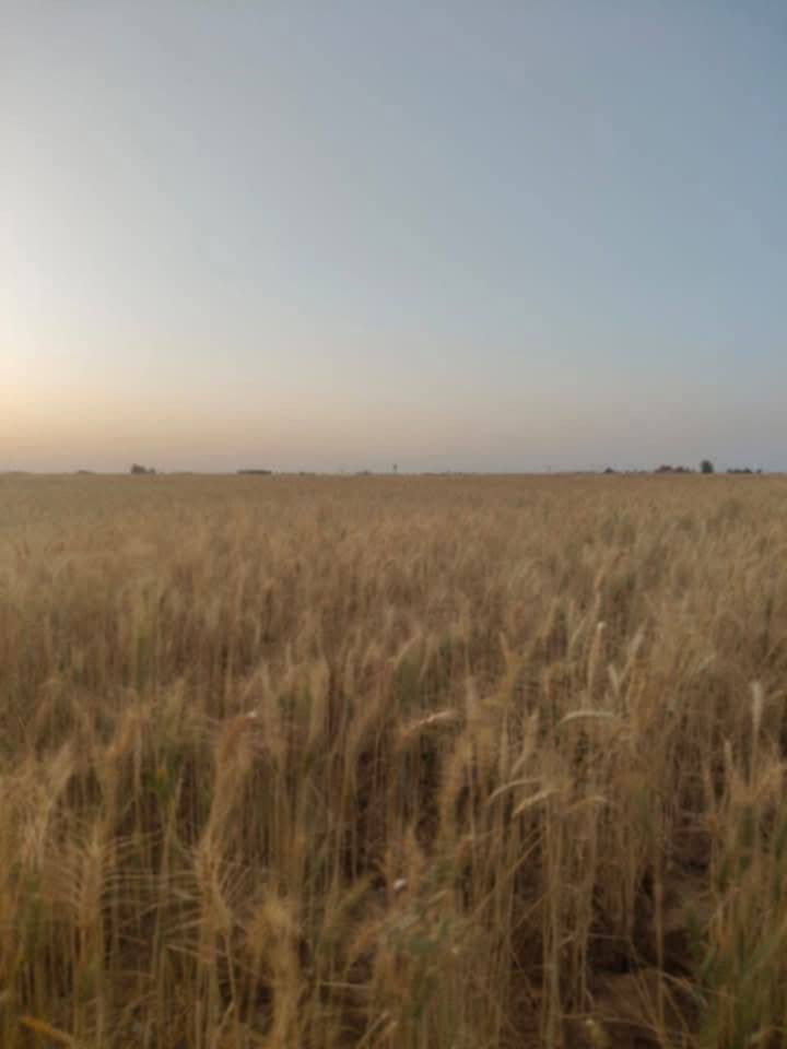 مكلف بالنشر هذا رقم راعية ***********
للبيع مزرعة جاهزة مساحة 55 دونم منهن 40 دونم مجهزات وكاملات بكل معدات الزراعة الحنطة مثل ماواظح بالصورة بية بيت كامل ومحولة وبئر أرتواز عدد 2 هن وغطاساتهن وبية گصب 300 مشعاب وبيه نايلون 100 مشعاب كله جديد مال السنه وبية حديد 4 طنون مزرعة جاهزة قريبة علية محلات وأسواق ومدارس ومستوصف سعرة 55 مليون مكانه البصرة مزارع أم عنيج الشراي يتصل على راعية
