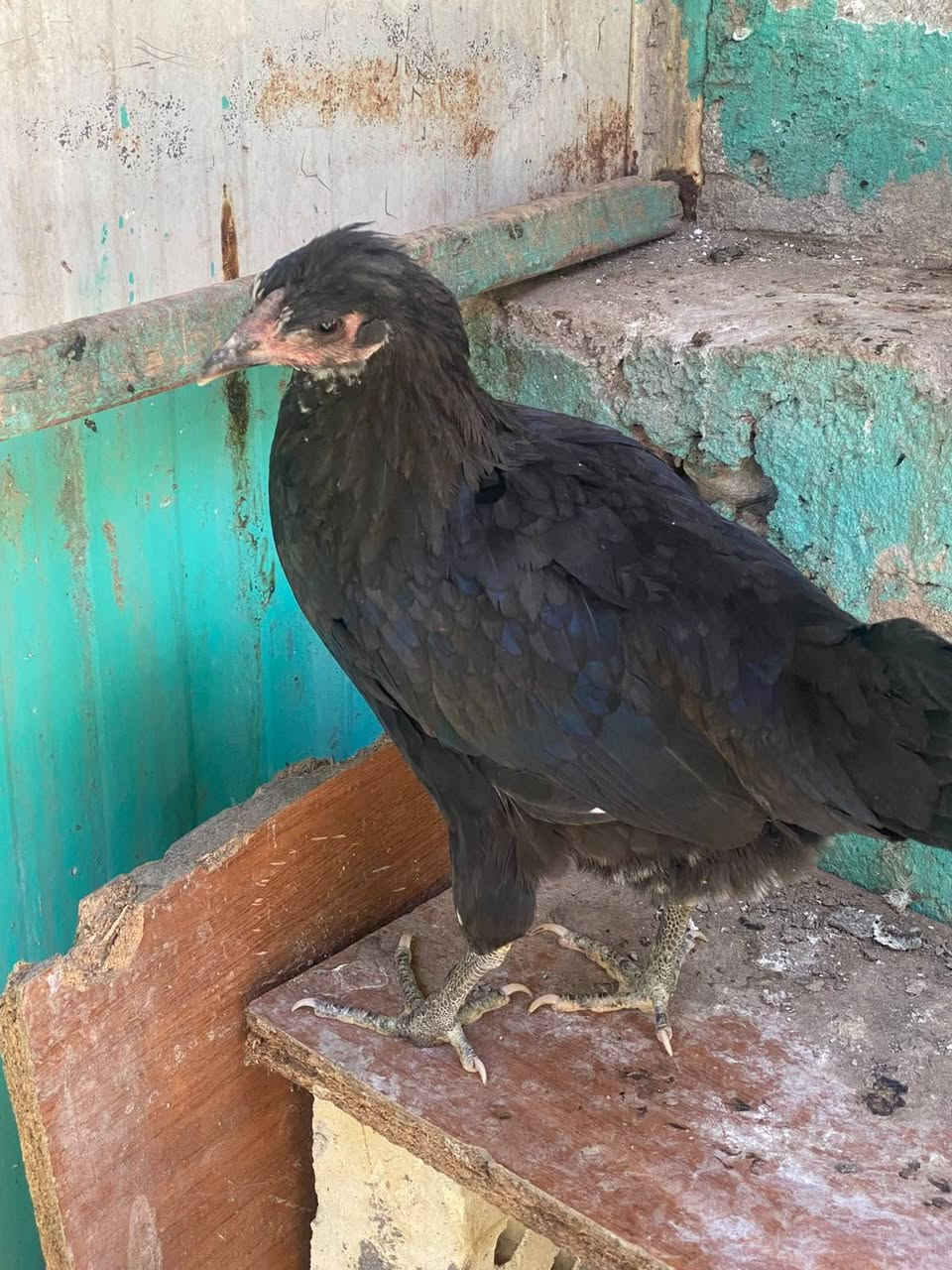 دجاج 🐓عربي 4+1الزوج 25العنوان رمادي حي الجمهوري مقابيل حديقة الثورة رقم 👇
***********
