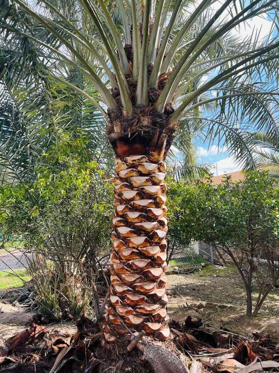 تكريب نخيل اليوم في ناحية الزاب
يم العم محجوب الخلف الدكي
شغل شرط درجة اولى 
للأتصال ***********
#تكريب
#تكريب_النخيل
#تكريب_وتنضيف_النخيل
