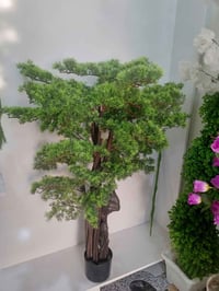 بونساي • سعفة • الانبار هيت