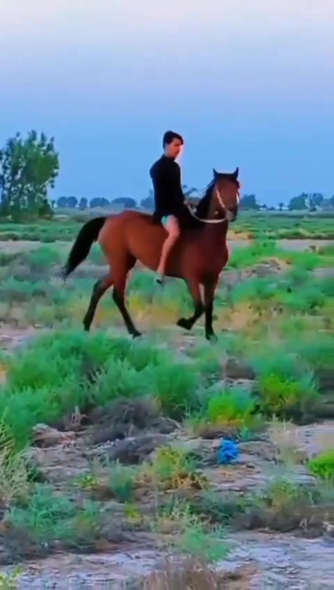 يالله سلام عليكم خيالتنا فرس عربيه شرط الخياله ولائمان ارتفاع ١٥٠ عمره ٤سنوات خياله والعب واطراد مكفوله وسالمه عل كل عيب سعرها ٨٥٠وبيه مجال قليل مكاني بابل الشوملي 
***********واتساب
